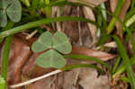 Violet woodsorrel